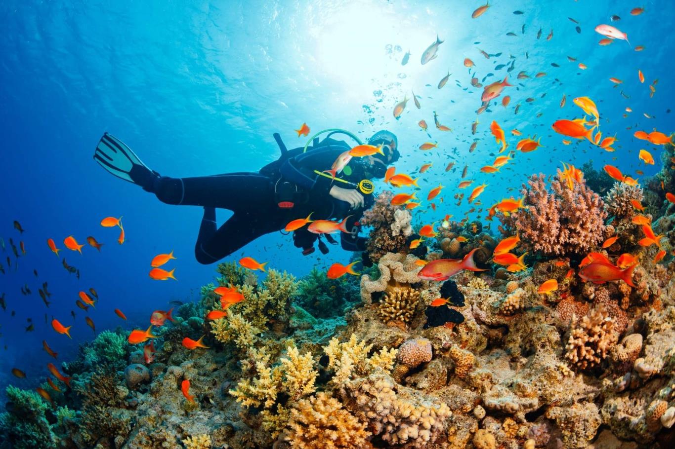 3. Lặn ngắm san hô tại Phú Quốc – Bắc Đảo