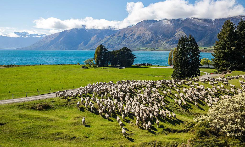 Cẩm nang du lịch New Zealand, Auckland từ A đến Z | VIETRAVEL