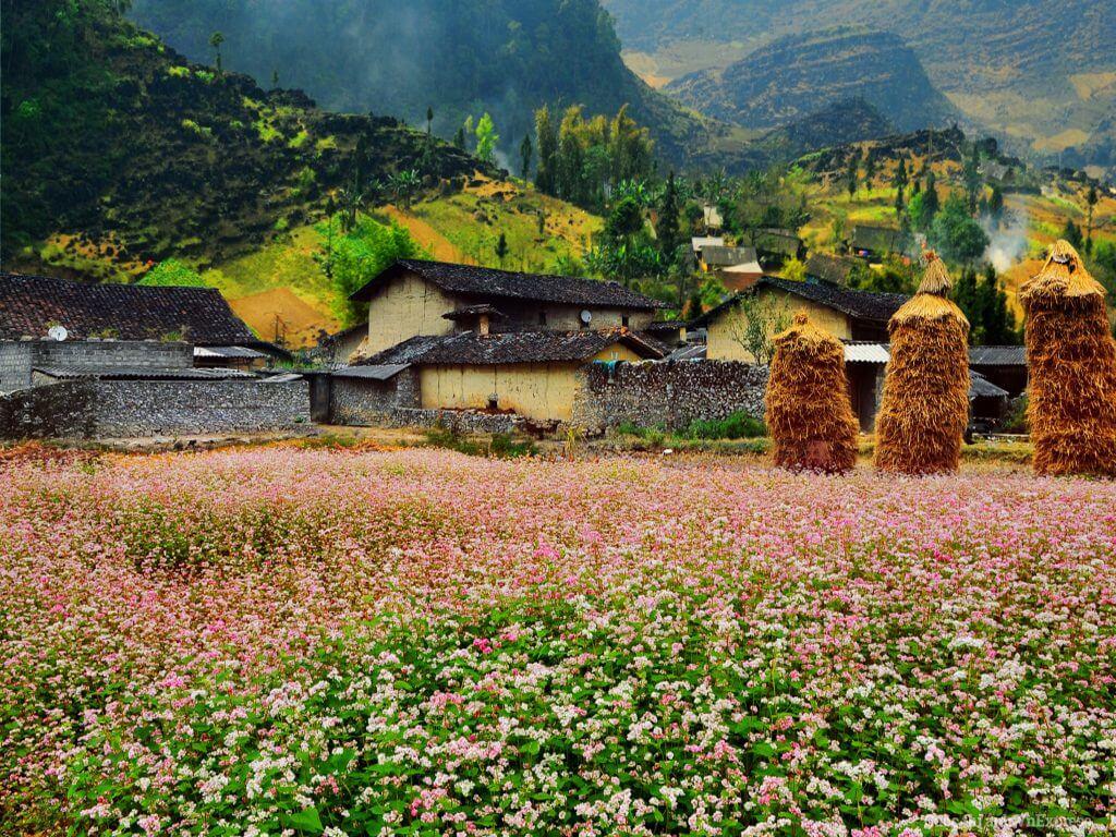 Thung lũng Sủng Là, bông hoa giữa cao nguyên đá | VIETRAVEL
