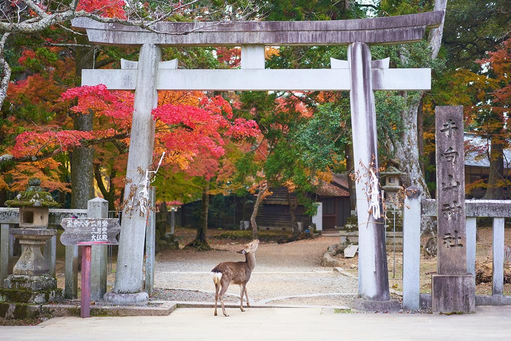 Khám phá công viên Nara, điểm đến hot nhất mùa thu Nhật Bản | VIETRAVEL
