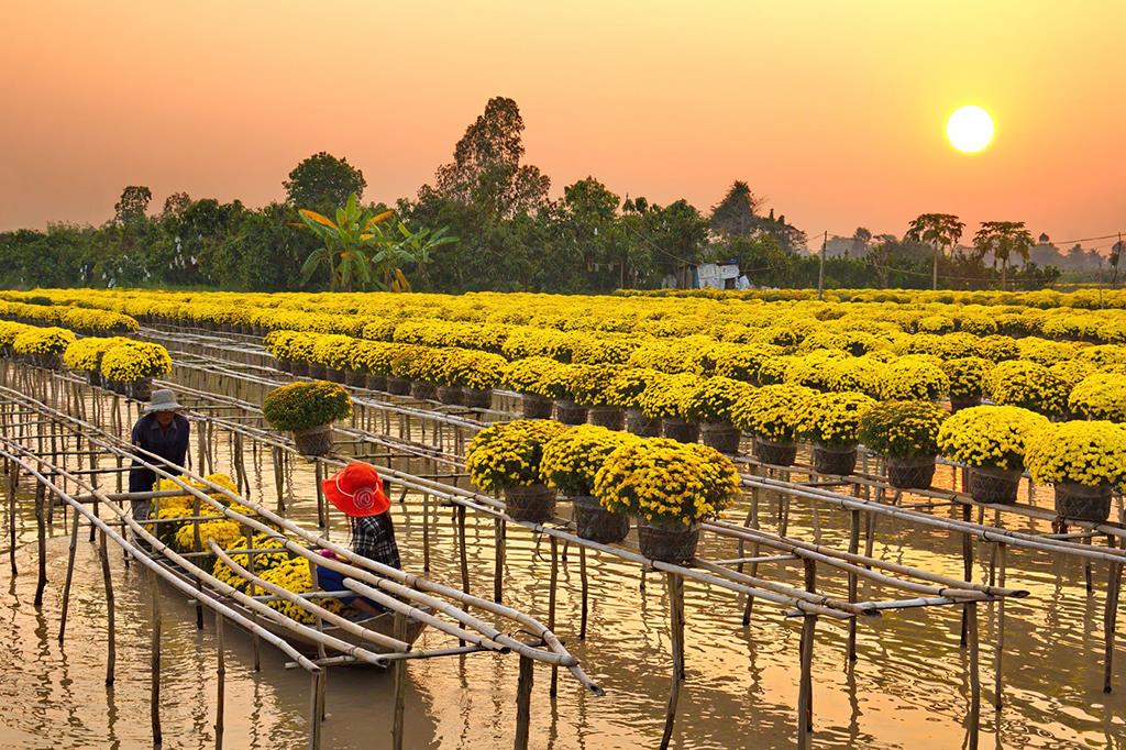 Làng hoa Sa Đéc, làng hoa đẹp và lớn nhất Đồng bằng sông Cửu Long