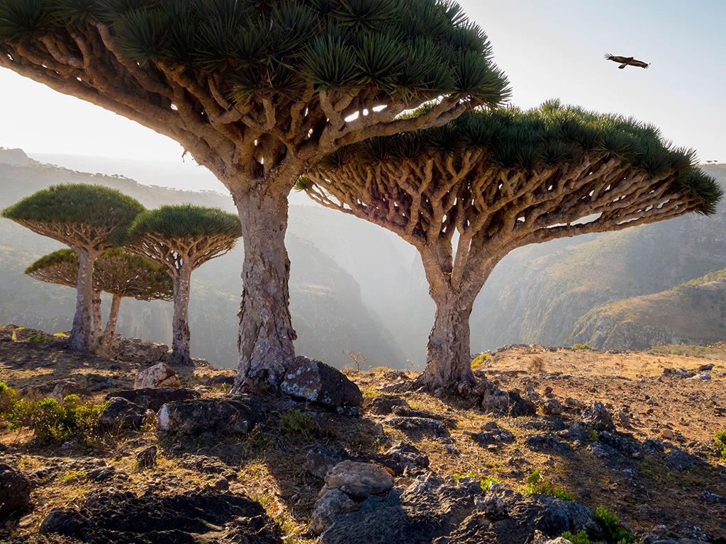 4. Quần đảo Socotra, Yemen
