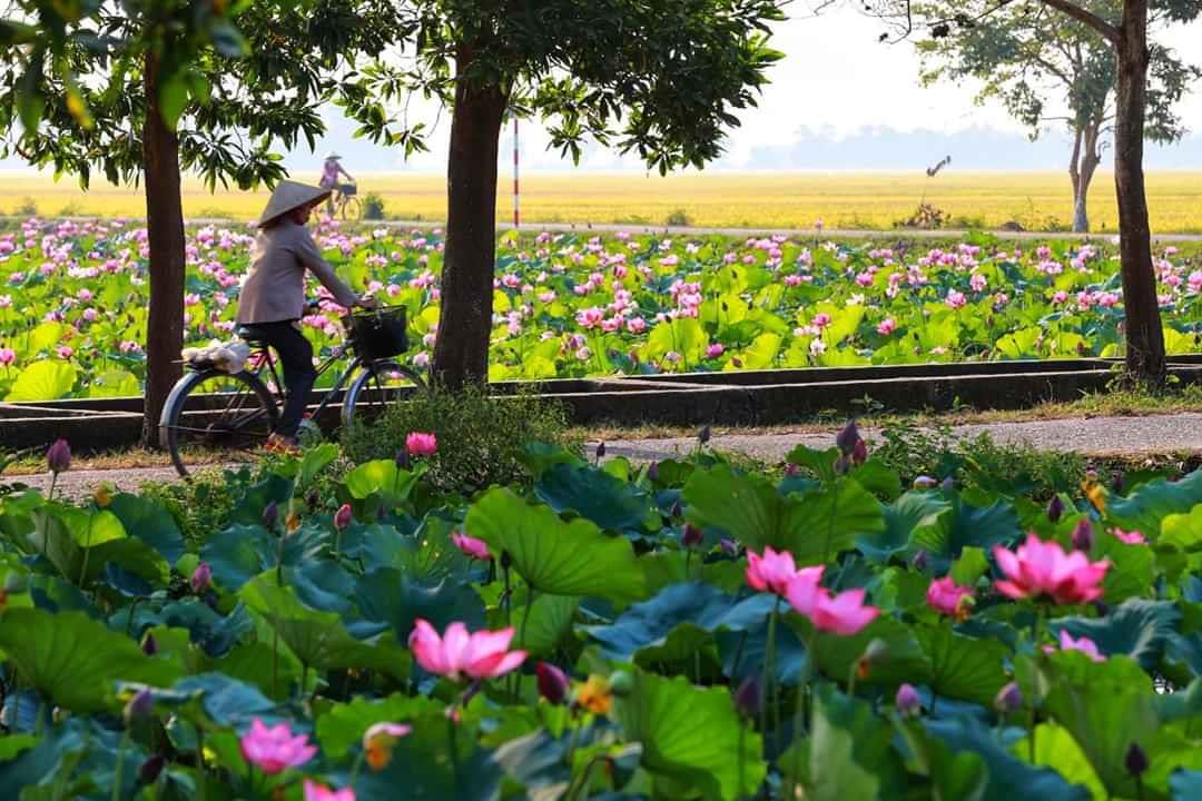 Trốn nắng hè ngắm hoa sen nơi làng La Chữ yên bình, Huế