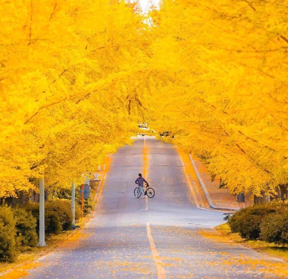 Thu Hàn Quốc quyến rũ trong mùa ngân hạnh thay lá