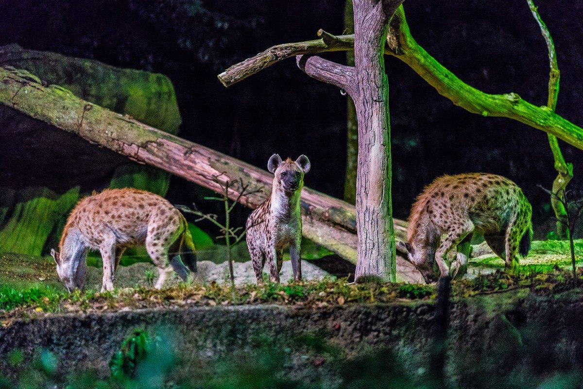 Địa điểm du lịch Singapore Night Safari có gì hấp dẫn? | VIETRAVEL