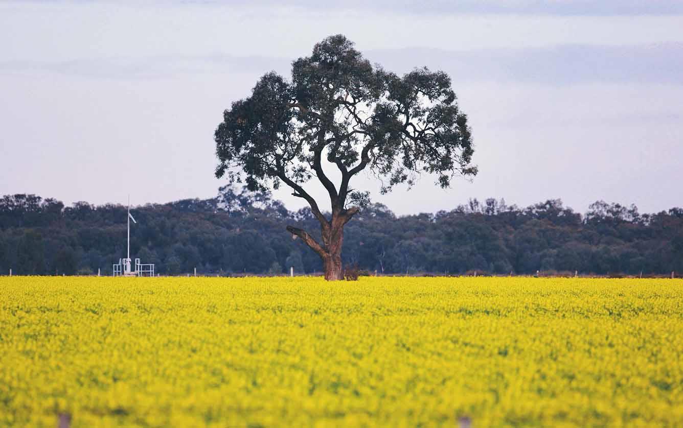 Địa điểm ngắm hoa cải dầu mùa xuân ở Úc