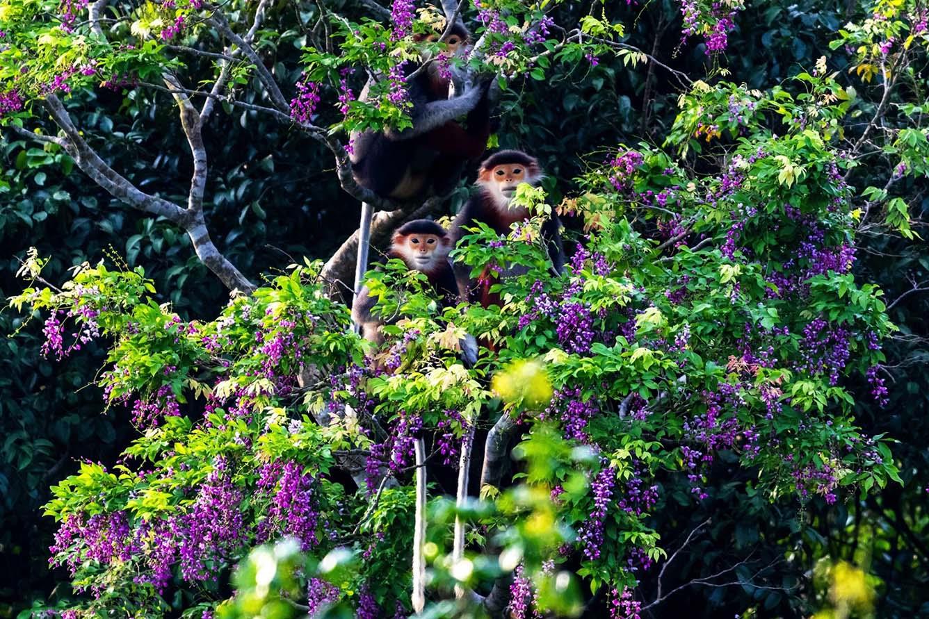 Khám phá hệ sinh thái phong phú và đa dạng tại bán đảo Sơn Trà