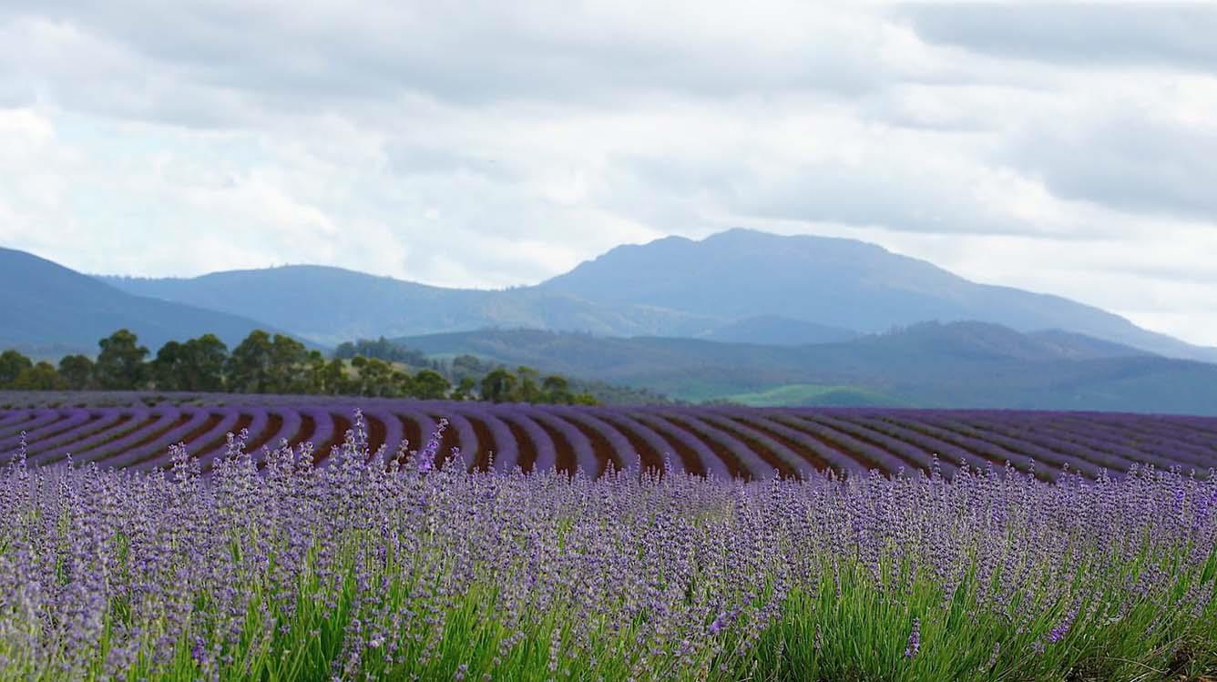 "Đổi gió" cho chuyến du lịch tháng 12, tháng 1 - Vi vu Úc tham quan đồng hoa oải hương Bridestowe Lavender