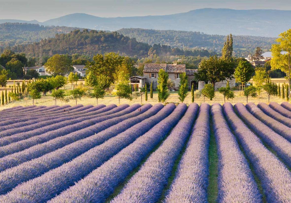 Vẻ đẹp bất tận của những cánh đồng hoa lavender