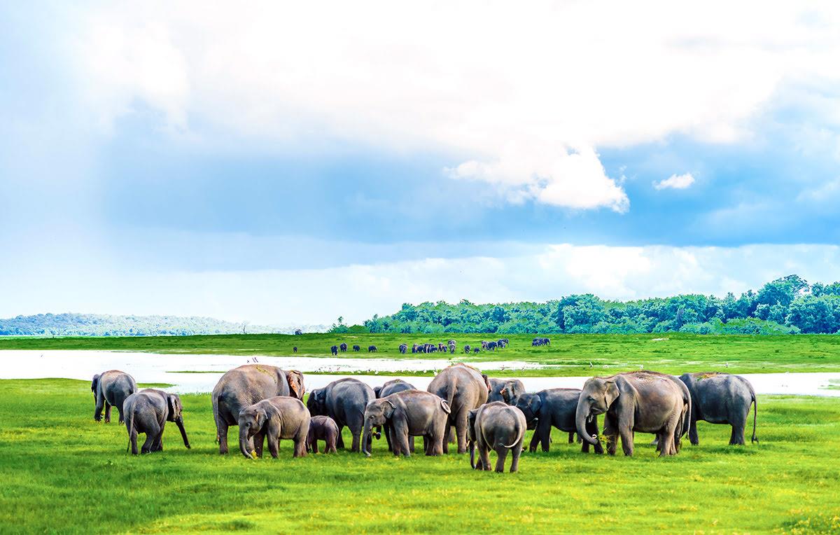 Trải nghiệm ngắm đàn voi châu Á hoang dã tụ tập và chơi đùa ở Sri Lanka