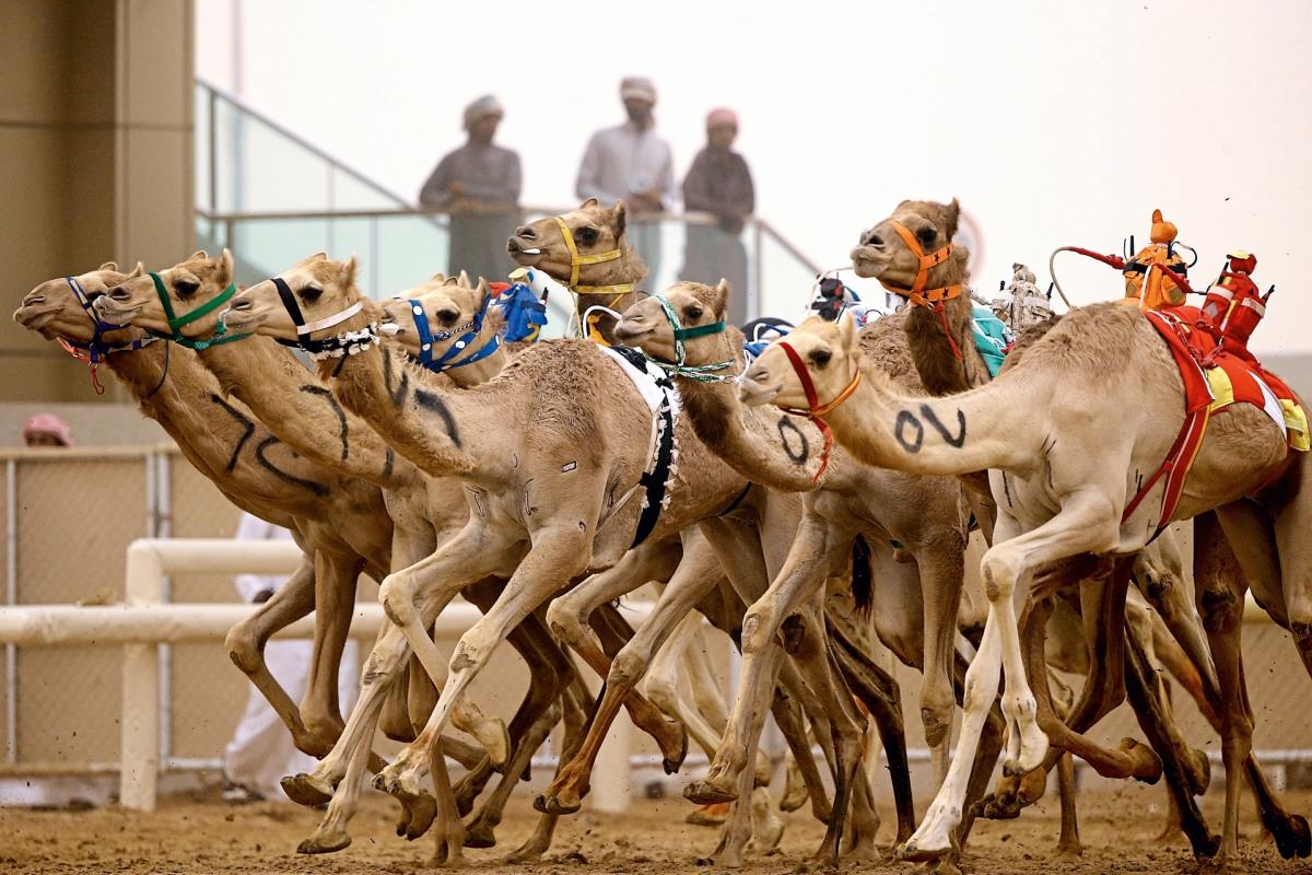 Đôi nét về cuộc đua lạc đà ở Doha