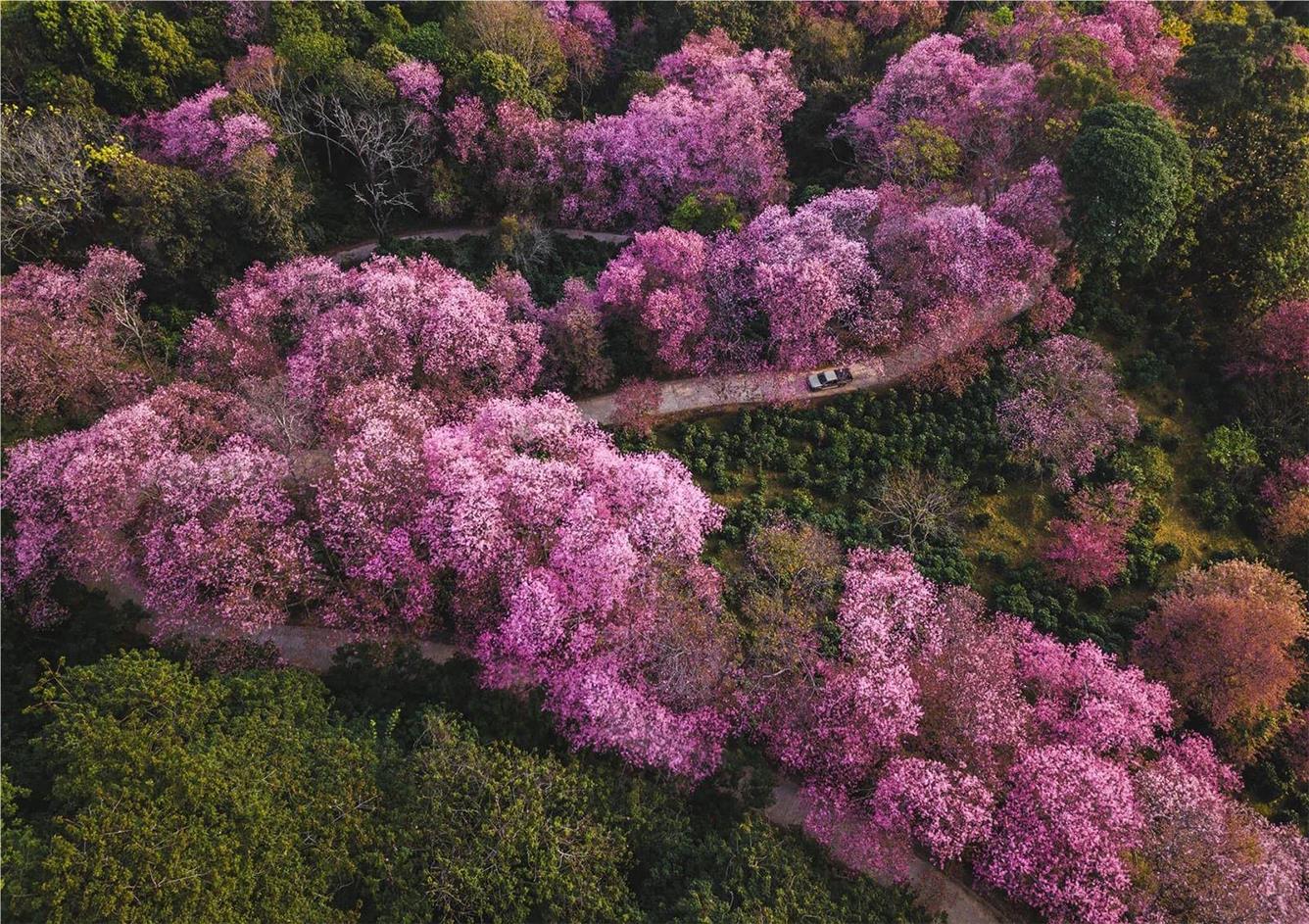 Địa điểm ngắm hoa anh đào ở Thái Lan