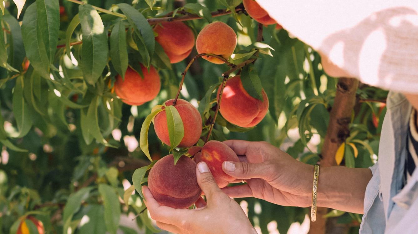 Khám phá vườn trái cây ở Yarra Valley 