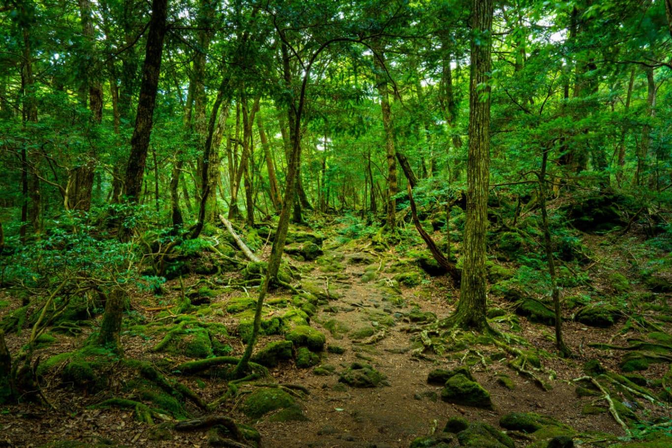 Mê mẩn những khu rừng đẹp như cổ tích trên thế giới | VIETRAVEL