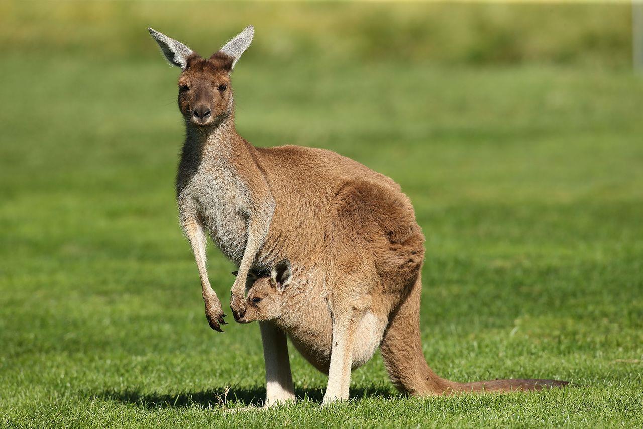Khám phá 10 điều thú vị về chuột túi Kangaroo | VIETRAVEL