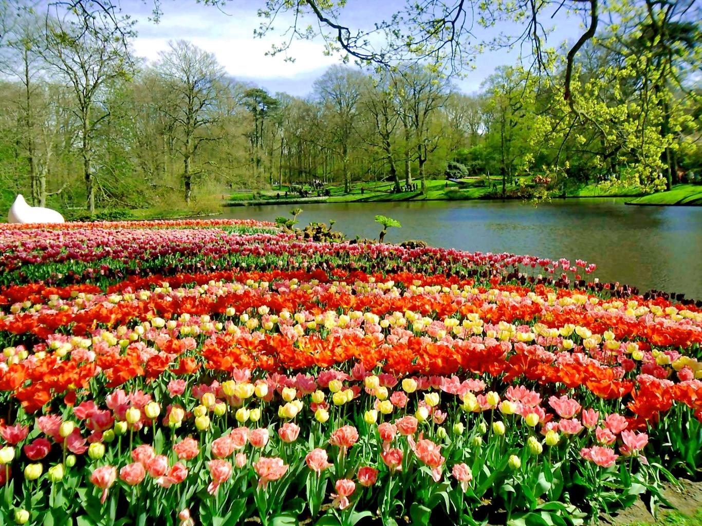 Vườn hoa Keukenhof Gardens ở Lisse, Hà Lan