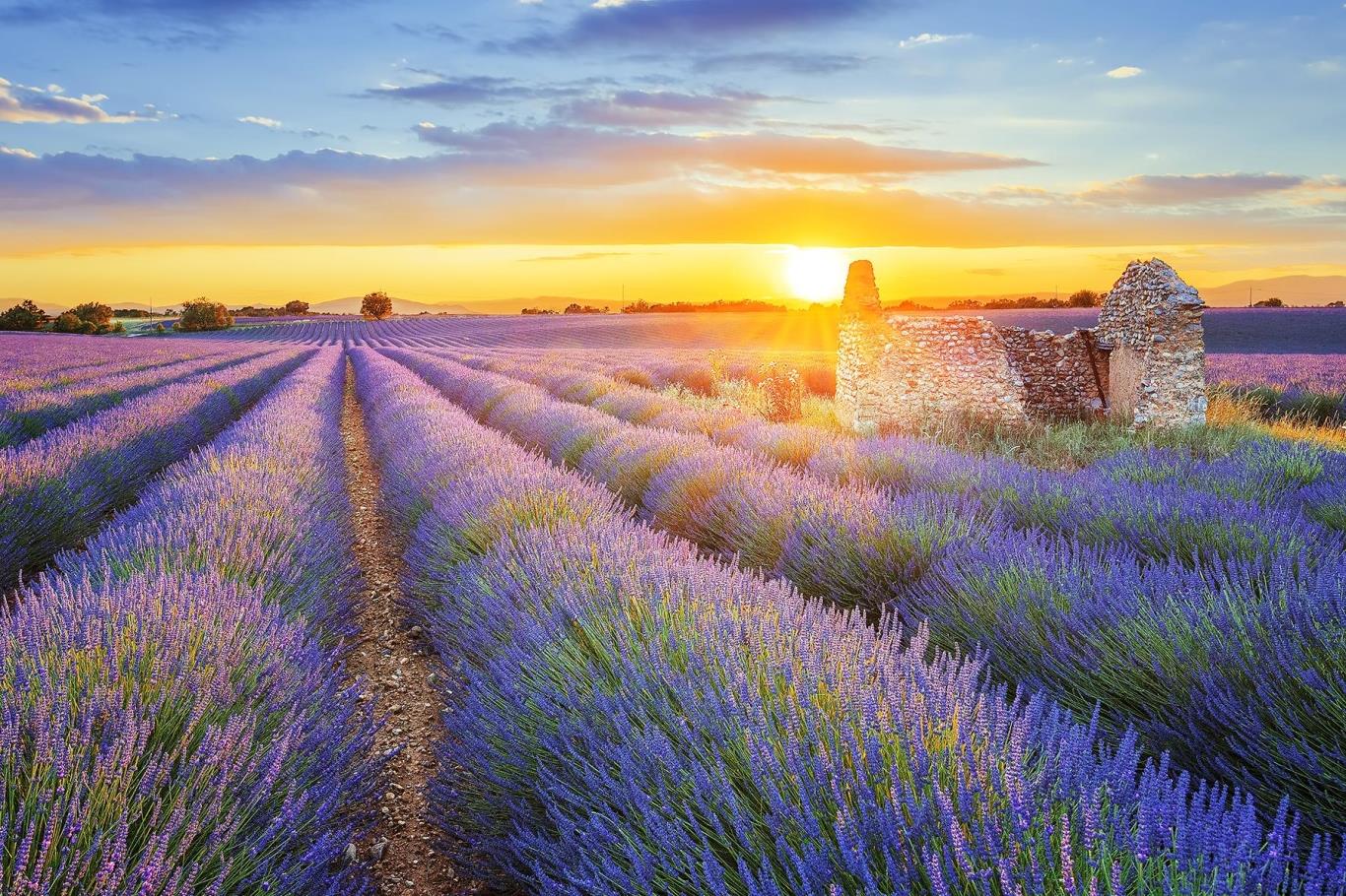 Cánh đồng hoa oải hương tại Provence, Pháp
