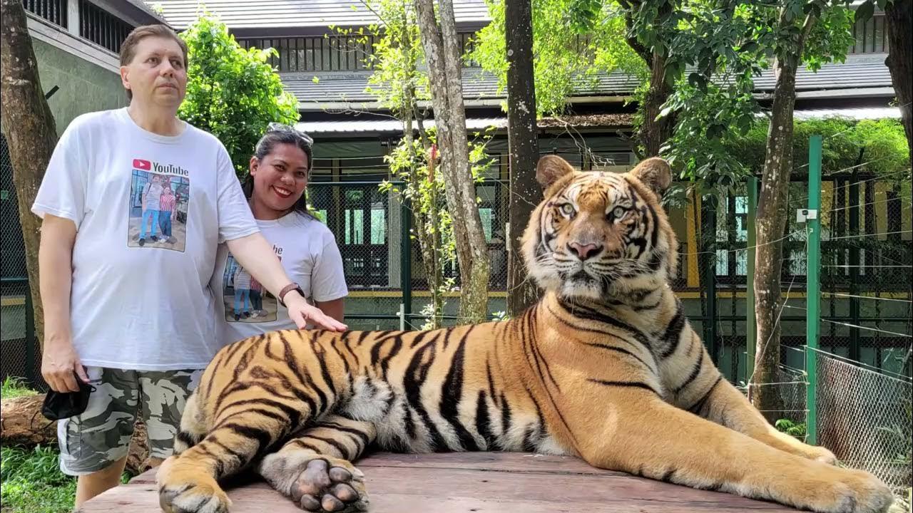 7. Chơi với “mèo khổng lồ” tại Vương quốc hổ