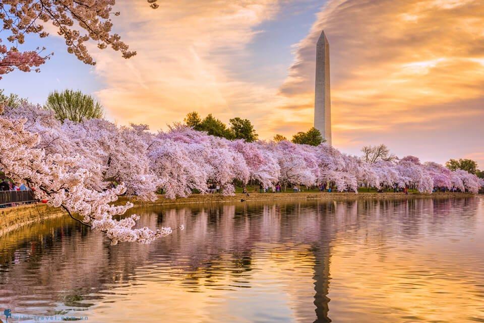 Mê mẩn mùa hoa anh đào đẹp lung linh ở Washington DC
