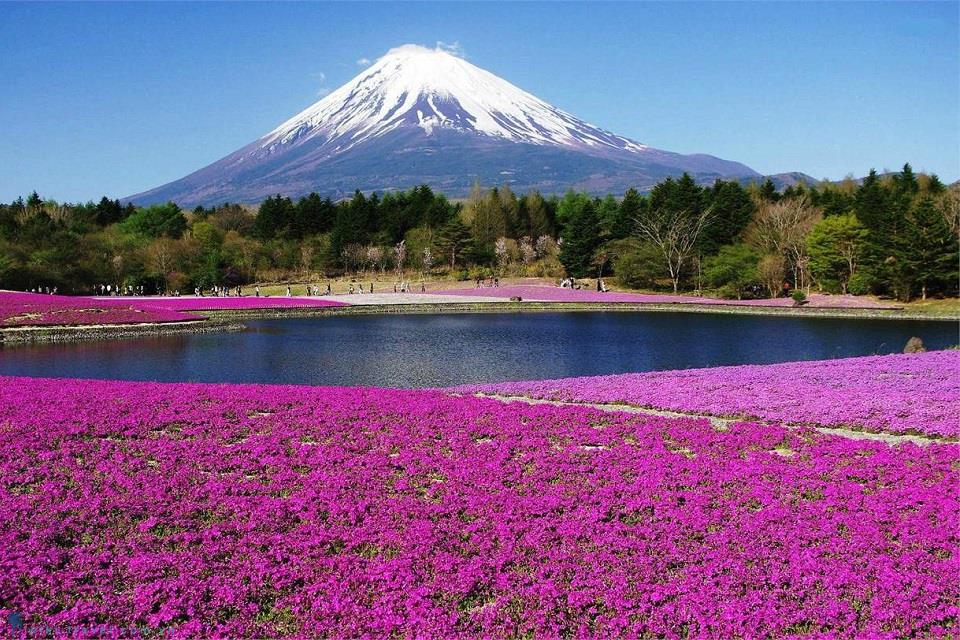 04 điểm đến lý tưởng để ngắm trọn vẹn vẻ đẹp núi Phú Sĩ khi du lịch Nhật Bản