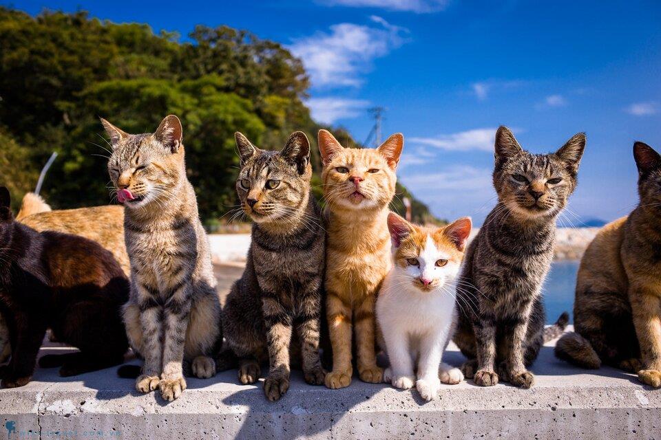 Mê mẩn với 12 đảo mèo tại Nhật Bản cho các con sen chính hiệu
