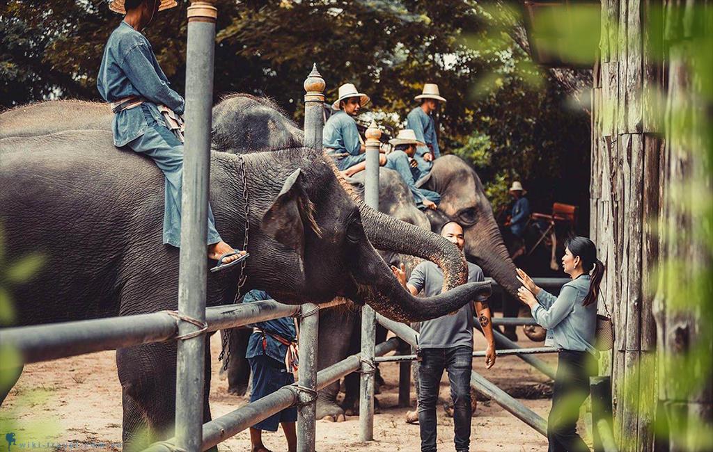 Những địa điểm du lịch ở Pattaya dành cho người yêu động vật