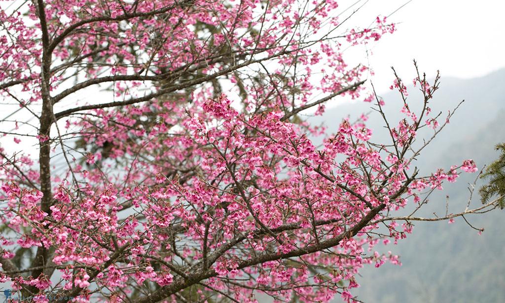 Chiêm ngưỡng sắc hoa anh đào Nhật Bản tại Sapa