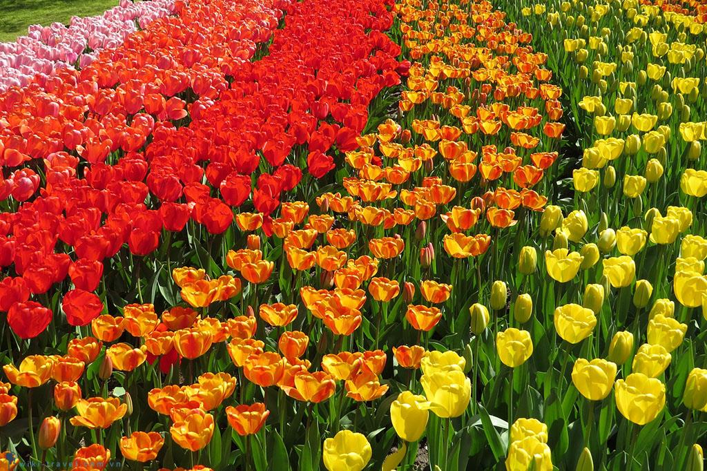 Đẹp nao lòng mùa hoa Tulip tại Hà Lan
