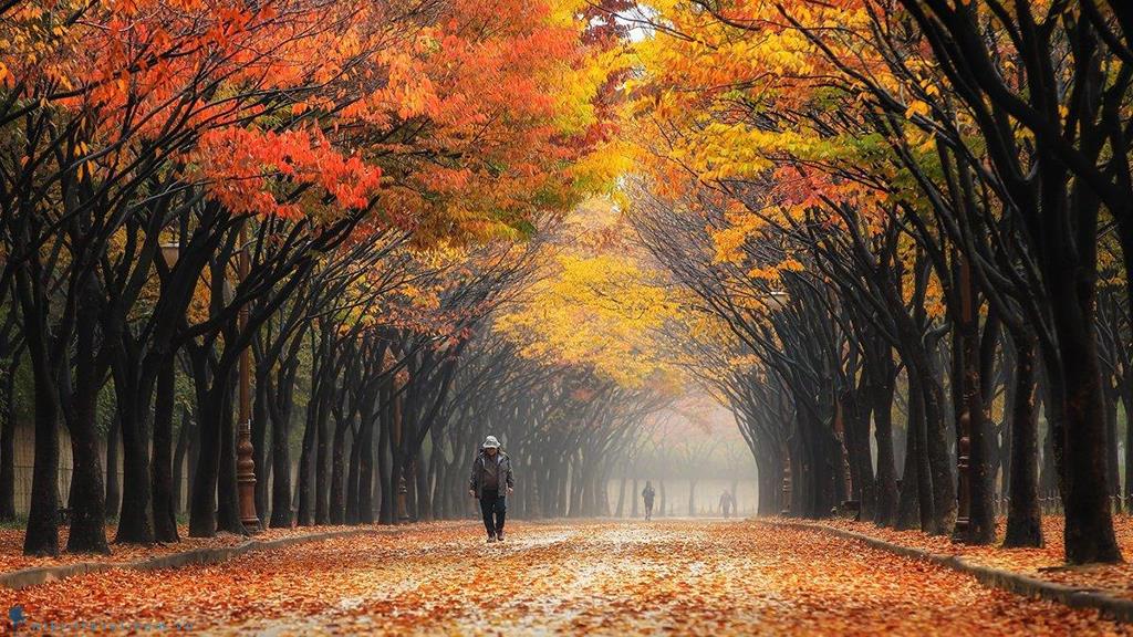 Mùa thu, đi du lịch Hàn Quốc có gì hấp dẫn?