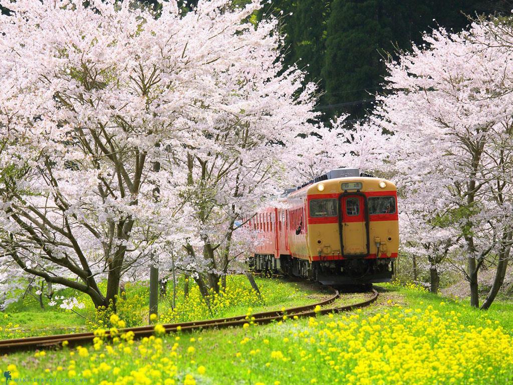 Xao xuyến sắc hoa Nhật Bản tháng 4