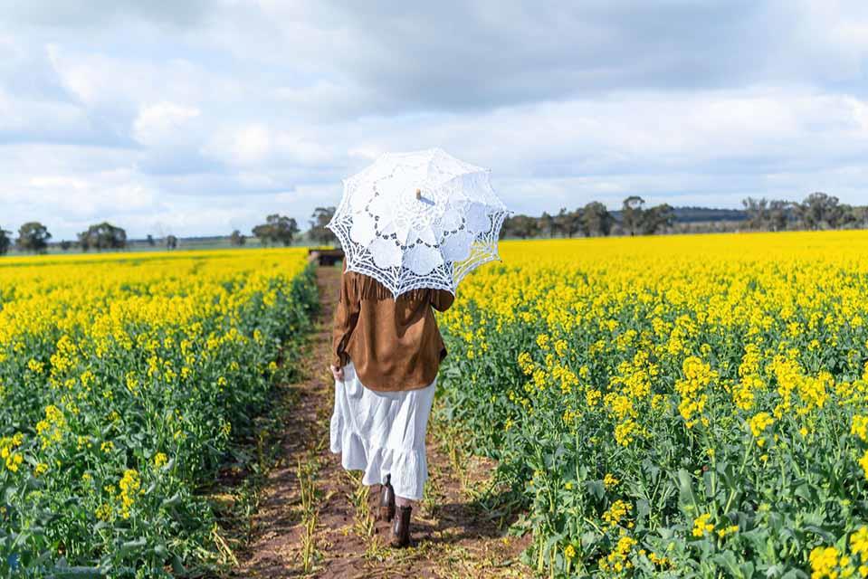 Những cánh đồng ngập tràn sắc vàng hoa cải dầu thu hút khách du lịch Úc mùa xuân
