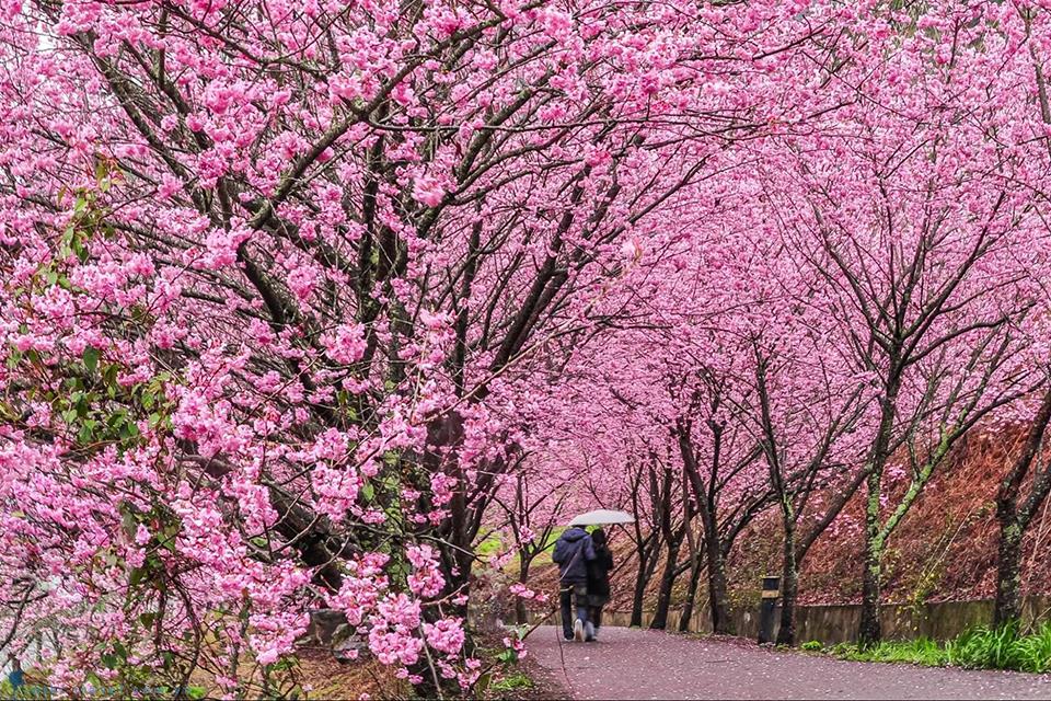Bạn có hẹn với 7 địa điểm du lịch ngắm hoa anh đào ở Đài Loan vào mùa xuân