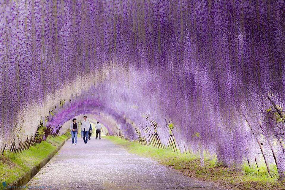 Review chuyến du lịch Nhật Bản tháng 5, 4N3Đ trải nghiệm ngắm hoa