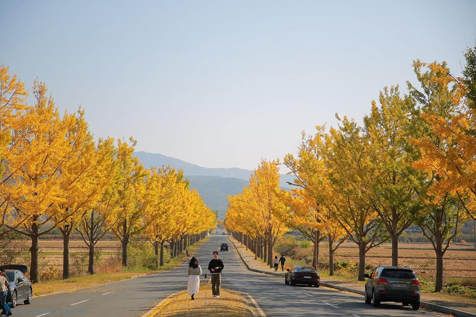 Những con đường ngập tràn cảnh sắc mùa thu ở Seoul