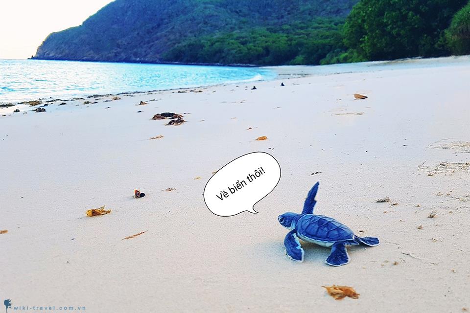 Thả rùa về biển Côn Đảo: Trải nghiệm có một không hai ở Bà Rịa - Vũng Tàu