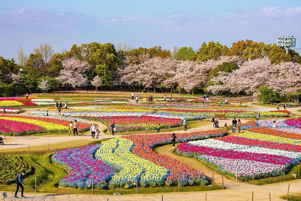 Đi du lịch Nhật Bản tháng 4, 5,6 trải nghiệm gì? Khám phá 6 công viên ngắm hoa xuân nổi tiếng