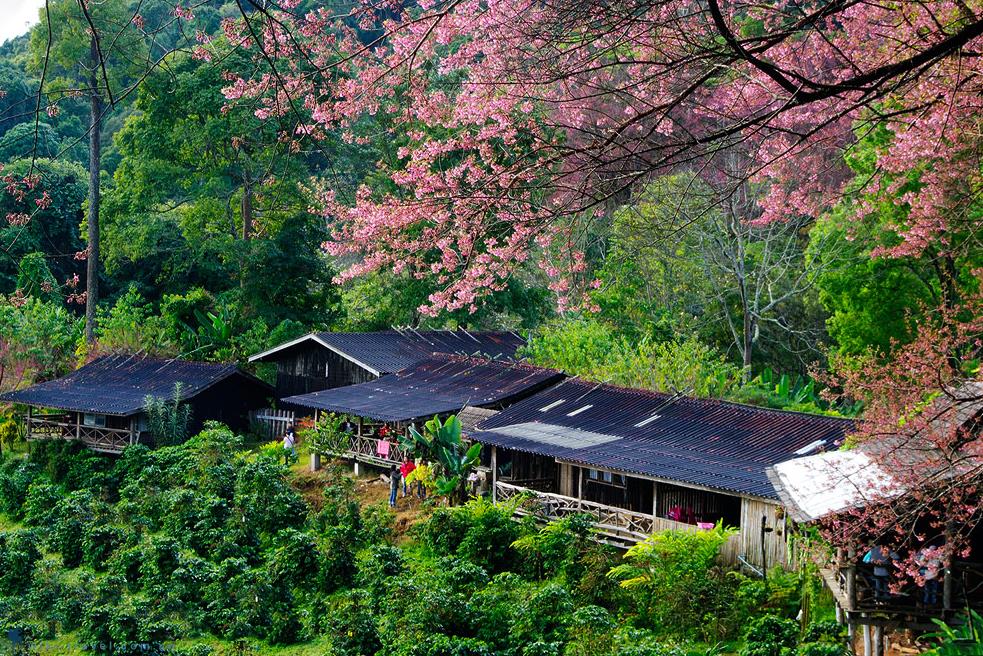 Du lịch Chiang Rai - Chiang Mai đi đâu? Địa điểm ngắm hoa đào ở Thái Lan