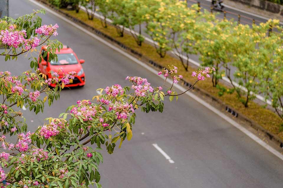 Hoa kèn hồng, hoa giấy bung nở thắp sáng nhiều tuyến đường ở TP Hồ Chí Minh, Vũng Tàu