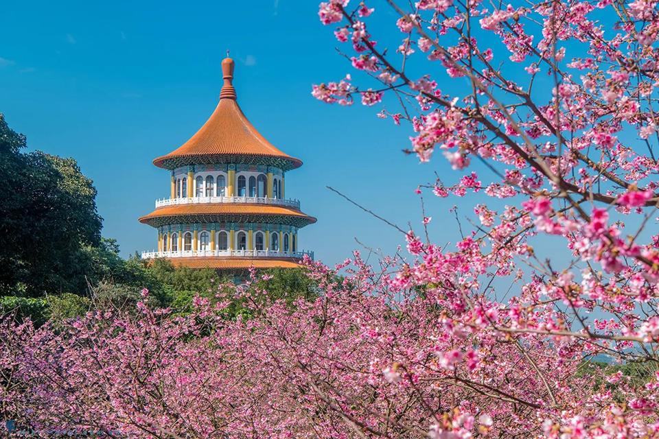 Bật mí những địa điểm ngắm hoa anh đào Đài Loan được yêu thích nhất