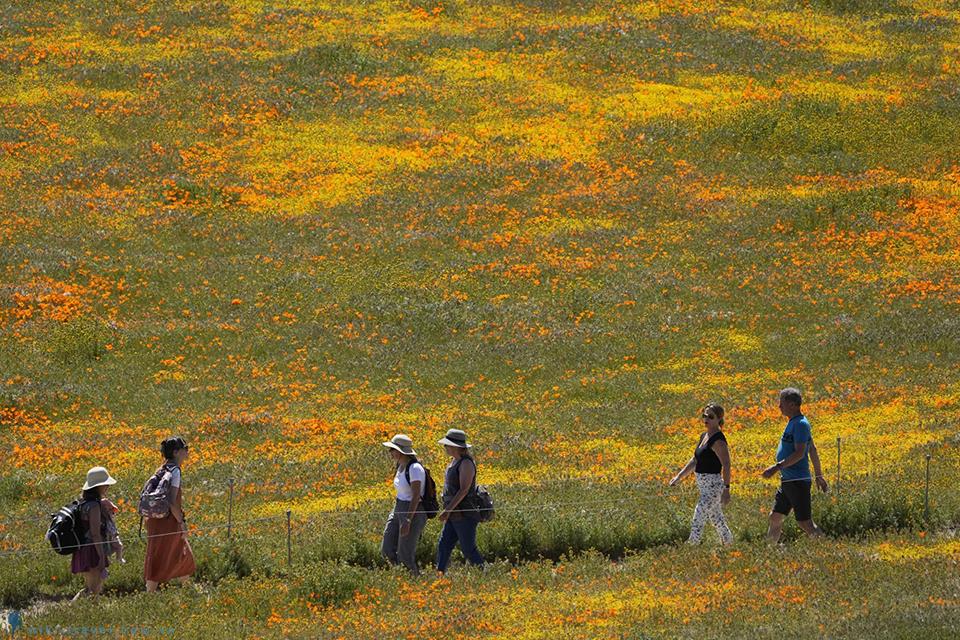 Điểm danh 6 cánh đồng hoa đẹp ở Mỹ thu hút khách du lịch tham quan
