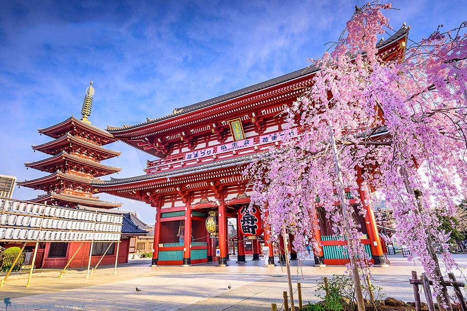 Đi du lịch Nhật mùa hoa anh đào - Lễ bái đầu năm ở ngôi chùa Sensoji cổ nhất Tokyo