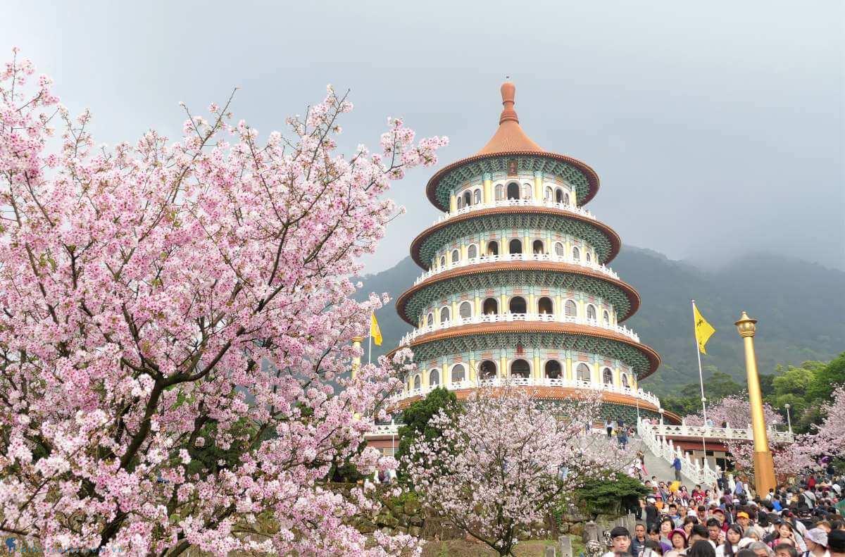 Du xuân Đài Loan, ngắm hoa đào nở sớm