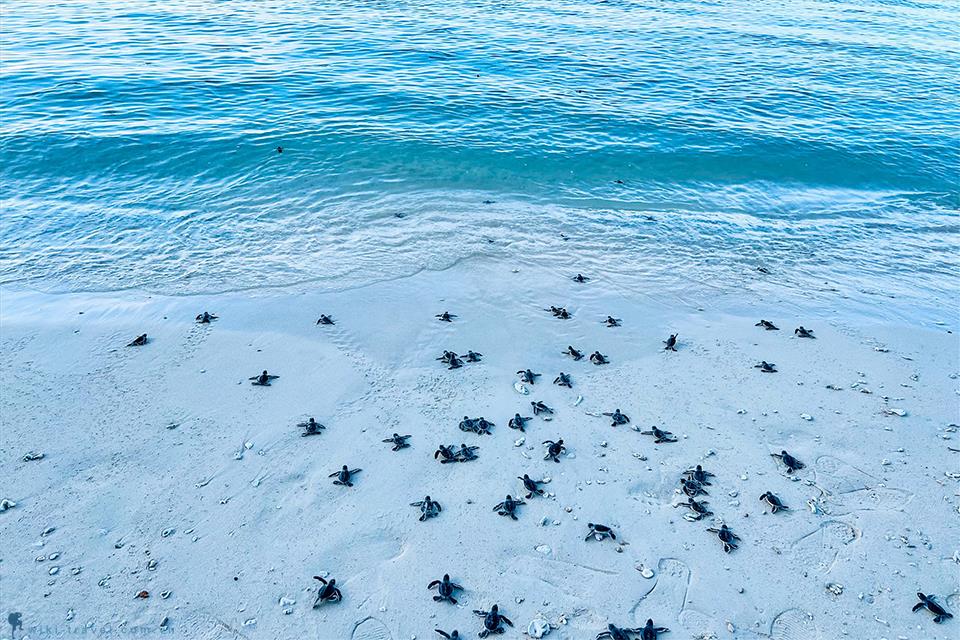 Về Côn Đảo trải nghiệm hoạt động thả rùa về biển thú vị
