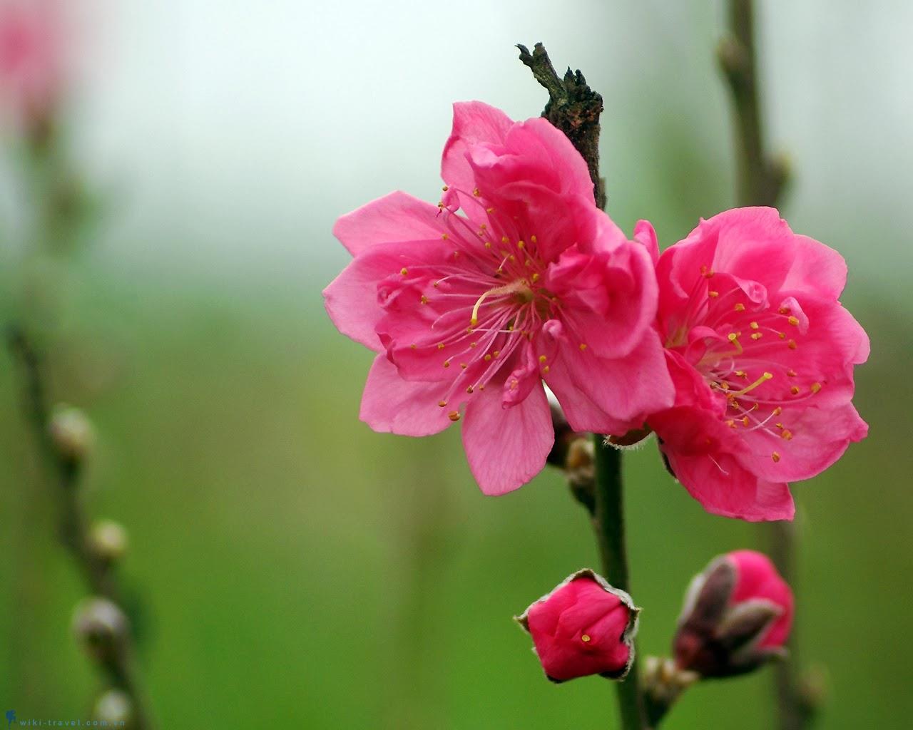 Hoa chưng tết mang đậm nét văn hóa ngày xuân | VIETRAVEL