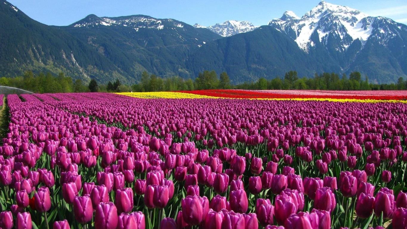 Cánh đồng hoa tulip, Hà Lan