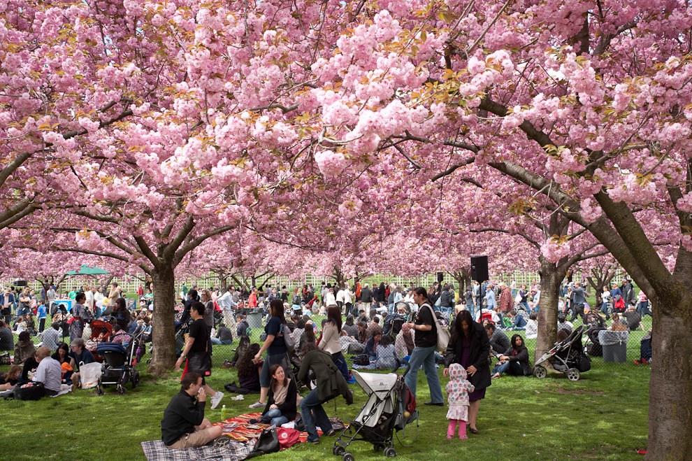 Lễ hội Subaru Cherry Blossom Festival ở Fairmount Park