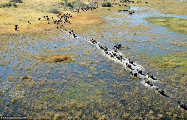 Một đàn trâu trâu vượt qua con sông ở đồng bằng Okavango