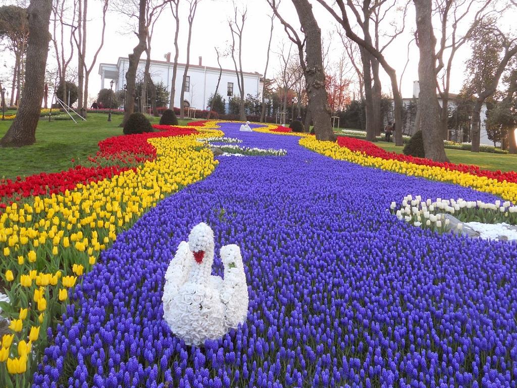 Rực rỡ sắc màu lễ hội hoa tulip Thổ Nhĩ Kỳ