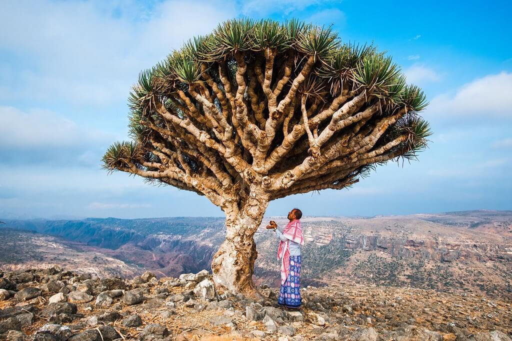 Socotra, hòn đảo cô lập độc đáo
