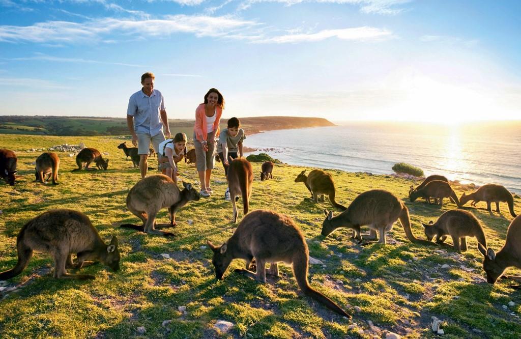 Dạo một vòng nước Úc ngắm Kangaroo